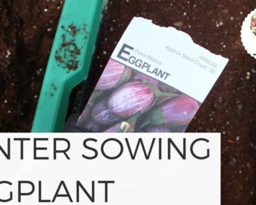 Winter Sowing Eggplants in Unheated Greenhouse