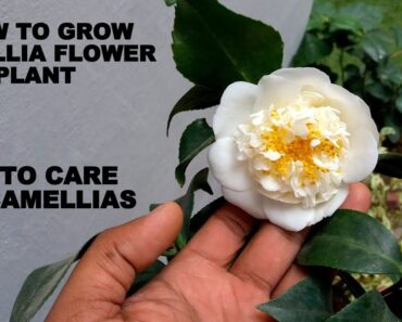 How to Grow Camellia Flower Plant (Care and Tips)