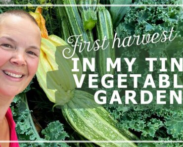 Starting a Small Vegetable Garden part 3