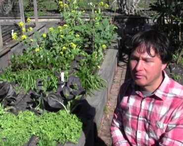 Easy to Grow Vegetables to Improve Health and Save Money