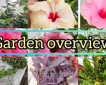 Garden overview